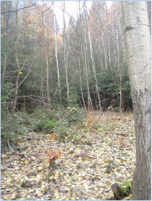 Dosko�i�t� a dojezd m�stku pod Kozlem. Z�b�r z doln� cesty proti svahu �stav 2012